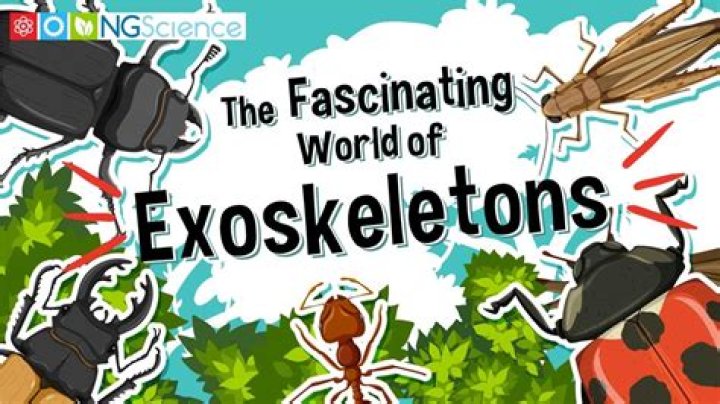 The Fascinating World Of Zoecip: An Exploration